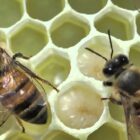 Some species of bees are solitary and do not live in colonies, instead laying their eggs in tunnels or burrows in the ground or in wood.