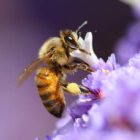 The wings of a bee beat at a rate of around 200 beats per second, allowing them to fly at speeds of up to 15 miles / 24 km per hour.