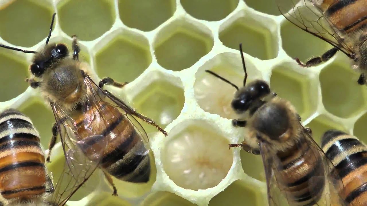 bee