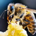 The only bees that produce honey are honeybees, and it takes around 2 million flowers to produce just one pound of honey.