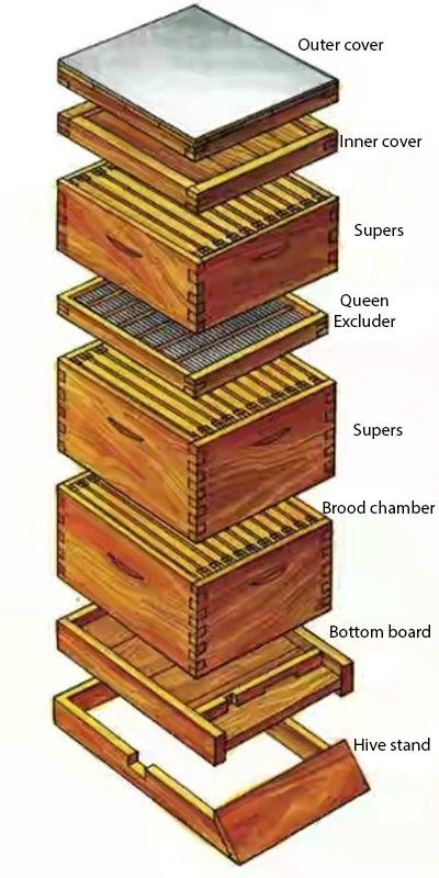 anatomy of a beehive